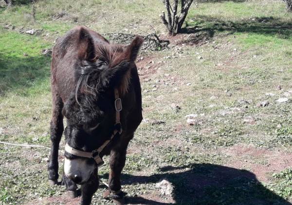 Περί όνου σκιάς... στα σύγχρονα Αβδηρα