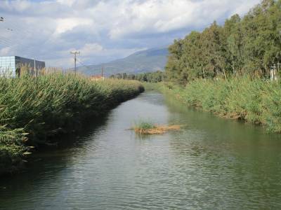 Ξαναφύτρωσαν τα καλάμια