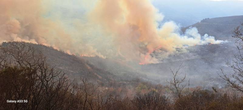 Μεσσηνία: 300 στρέμματα δασικής έκτασης έκαψε πυρκαγιά στο Ανυδρο Τριφυλίας