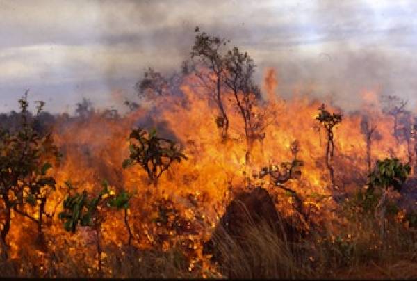 Φωτιά στον Αγιο Νικόλαο Μουζακίου