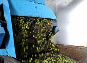 Ελέγχους σε ελαιοτριβεία διενεργεί το Λιμεναρχείο Καλαμάτας