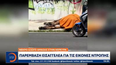 Νεκρό άλογο άμαξας στην Κέρκυρα - Παρέμβαση εισαγγελέα για τις εικόνες ντροπής