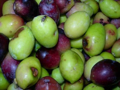 Δακοκτονία σε Καλαμάτα και Βέργα ζητεί ο δήμος