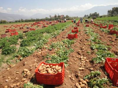 Με χαμηλή τιμή οι πρώτες πατάτες από Μεσσήνη και Καλαμάτα