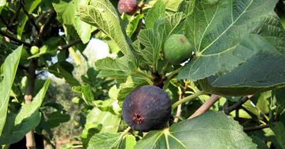 Αποζημίωση για ανομβρία σε ελιές και σύκα ζητάει ο Δήμος Μεσσήνης