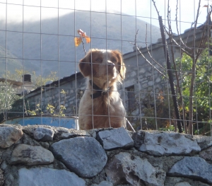 Ρίχνουν φόλες!