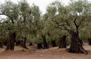 Στο στόχαστρο συμμοριών οι ελαιώνες