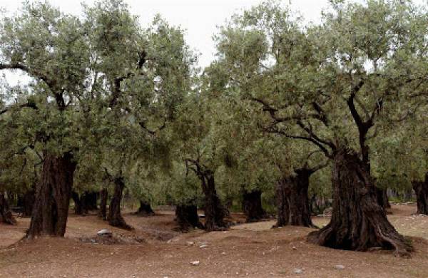 Στο στόχαστρο συμμοριών οι ελαιώνες