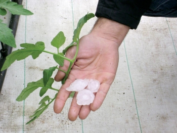 Ισχυρή χαλαζόπτωση στην Τριφυλία κατέστρεψε θερμοκήπια