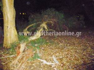 Γυναίκα κινδύνευσε από μεγάλο κλαρί ευκαλύπτου που έσπασε στο Πάρκο Σιδηροδρόμων Καλαμάτας
