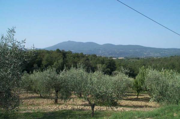 Εικόνα για δακοπληθυσμούς από την επόμενη εβδομάδα