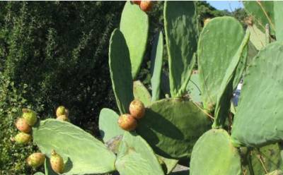 Σεμινάριο για αγροτικά προγράμματα του ΕΣΠΑ