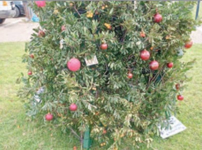 Λεηλάτησαν χριστουγεννιάτικα δέντρα στα Φιλιατρά