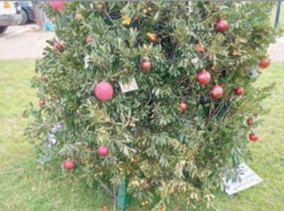 Λεηλάτησαν χριστουγεννιάτικα δέντρα στα Φιλιατρά