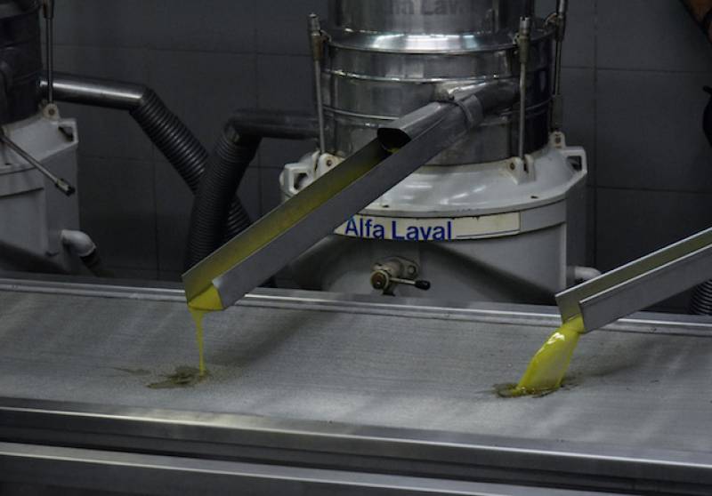 Χαμηλές τιμές, υψηλά εργατικά και γλοιοσπόριο