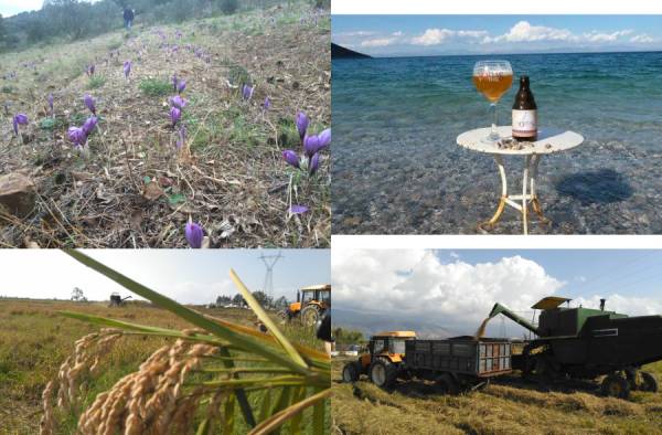 Εύφορη Γη: Σαφράν από τον Πάρνωνα για παραγωγή μπύρας στο Βέλγιο (βίντεο)