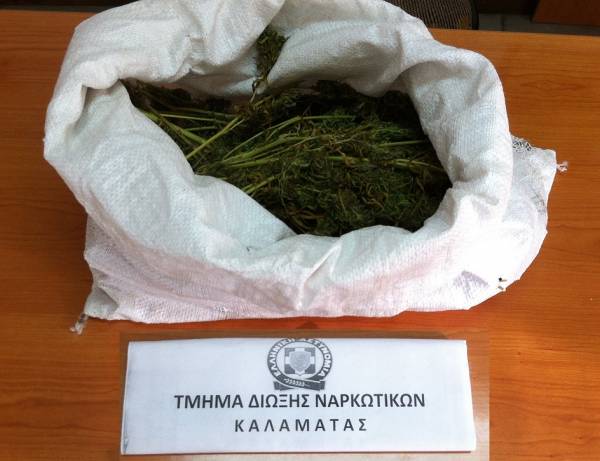 Σύλληψη 54χρονου για 740 γραμ. χασίς και δύο χασισόνδενδρα στην Καλαμάτα