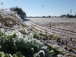 15 μέρες θα καθυστερήσουν φέτος οι πατάτες λόγω παγετού