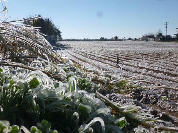 15 μέρες θα καθυστερήσουν φέτος οι πατάτες λόγω παγετού
