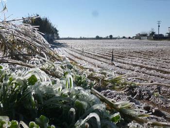 15 μέρες θα καθυστερήσουν φέτος οι πατάτες λόγω παγετού