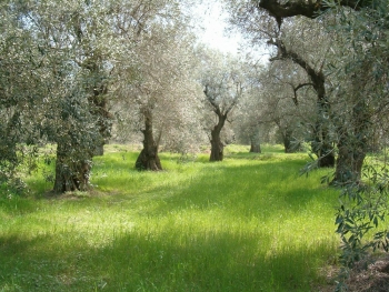 Μεγάλη απάτη με θύματα 19 ιδιοκτήτες στον Ευαγγελισμό: Κινδυνεύουν να χάσουν κτήματα 330 στρεμμάτων