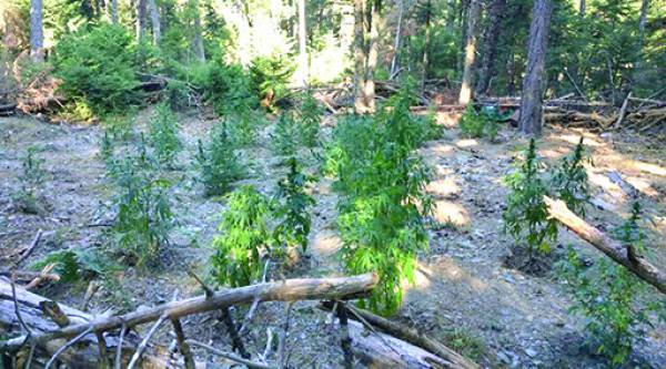 Ελεύθεροι με όρους πατέρας και γιοι για το χασίς στη Νέδουσα