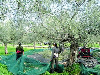 Η Ιταλία ανεβάζει τις τιμές του ελαιολάδου