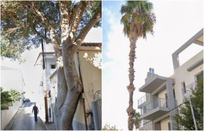 Καλαμάτα: Διαφωνίες για κοπή δέντρων σε κοινόχρηστους χώρους