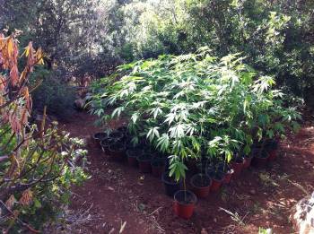 Χασισοφυτεία με 78 δενδρύλλια εντοπίστηκε στη Δυτική Μάνη