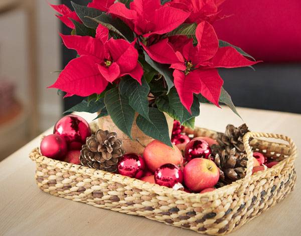 Το “δέντρο της αγάπης” στολίζουν στη Μεσσήνη