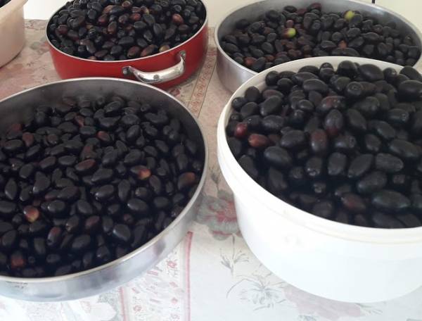 Αραχωβίτης για ασφάλιστρα ΕΛΓΑ