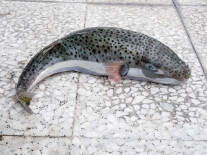 Πιάστηκε λαγοκέφαλος στην παραλία της Καλαμάτας