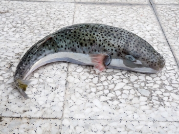 Πιάστηκε λαγοκέφαλος στην παραλία της Καλαμάτας