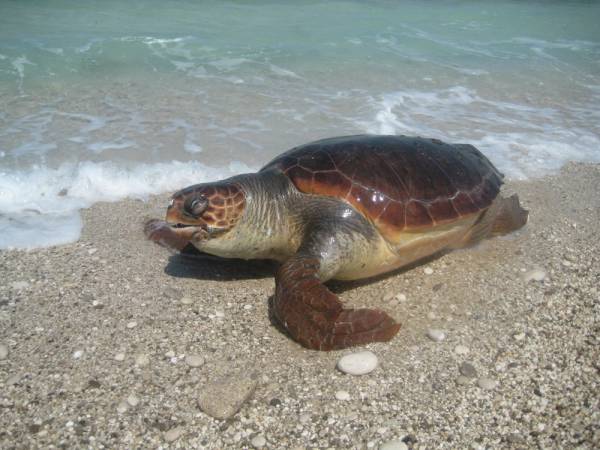 Επιστρέφει στη θάλασσα η "Αιμιλία"