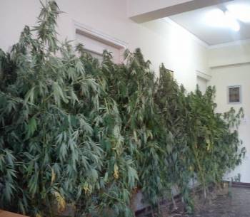 Συνελήφθη 60χρονος με χασισοφυτεία στην περιοχή του Ξυλοκάστρου