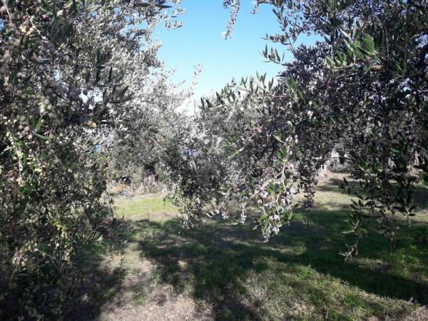 Ανησυχία του Αγροτικού Συλλόγου Γαργαλιάνων για έλλειψη εργατών