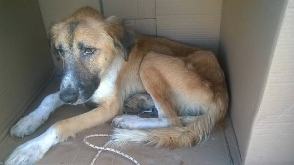 Σοβαρές καταγγελίες για τη μεταχείριση αδέσποτων κατά του Δήμου Τρίπολης