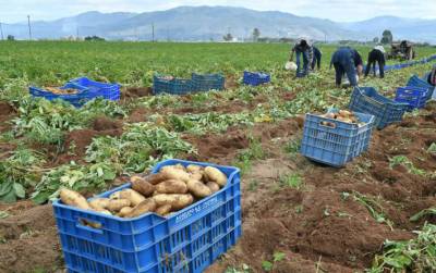 ΚΚΕ Μεσσηνίας: “Δίκαιες οι διαμαρτυρίες των πατατοπαραγωγών της Μεσσήνης”