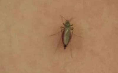 Δρ Α. Μιχαηλάκης: Ο ιός του Δυτικού Νείλου είναι η νέα αόρατη απειλή για την Αττική – Ο ρόλος της κλιματικής αλλαγής