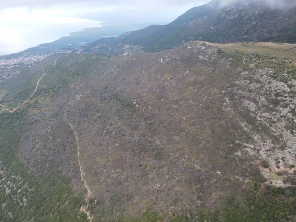 «Επίθεση» από κάμπιες σε δασικές περιοχές της Τριφυλίας