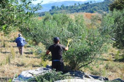 Δεν μπορούν να κάνουν ούτε δακοκτονία
