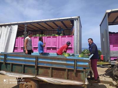 Ξεκίνησε η εξαγωγή καρπουζιού από την Τριφυλία