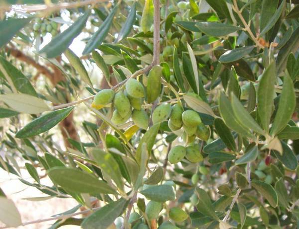 Μεσσήνη: Ψήφισμα για αποζημίωση της ζημιάς από το δάκο