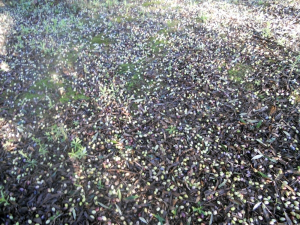 Πλήγμα για την ελαιοκαλλιέργεια: Μέχρι και 40% οι ζημιές από σφοδρή χαλαζόπτωση