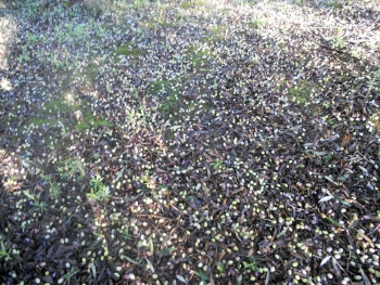 Πλήγμα για την ελαιοκαλλιέργεια: Μέχρι και 40% οι ζημιές από σφοδρή χαλαζόπτωση