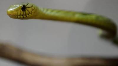 Ολλανδία: Ένα δηλητηριώδες πράσινο μάμπα το έσκασε και κυκλοφορεί στην πόλη Τίλμπουργκ