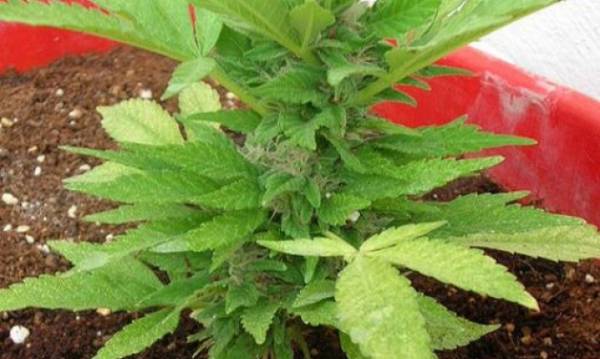 Χασίς σε γλάστρα είχε 61χρονος Καλαματιανός