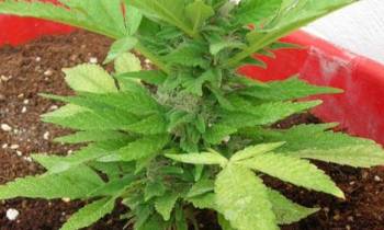 Χασίς σε γλάστρα είχε 61χρονος Καλαματιανός