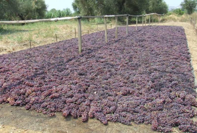 «Πρώτα η Πελοπόννησος»: “Εκκωφαντική σιωπή της Περιφέρειας για αποζημιώσεις σε ελιά και σταφίδα”