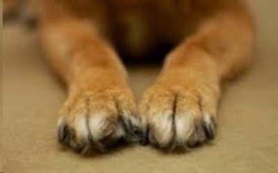 Την τρόμαξαν αδέσποτα